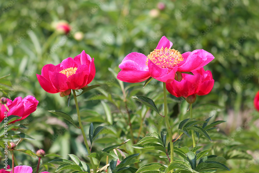 Pink peony flowers in garden. Cultivar from single flowered garden group