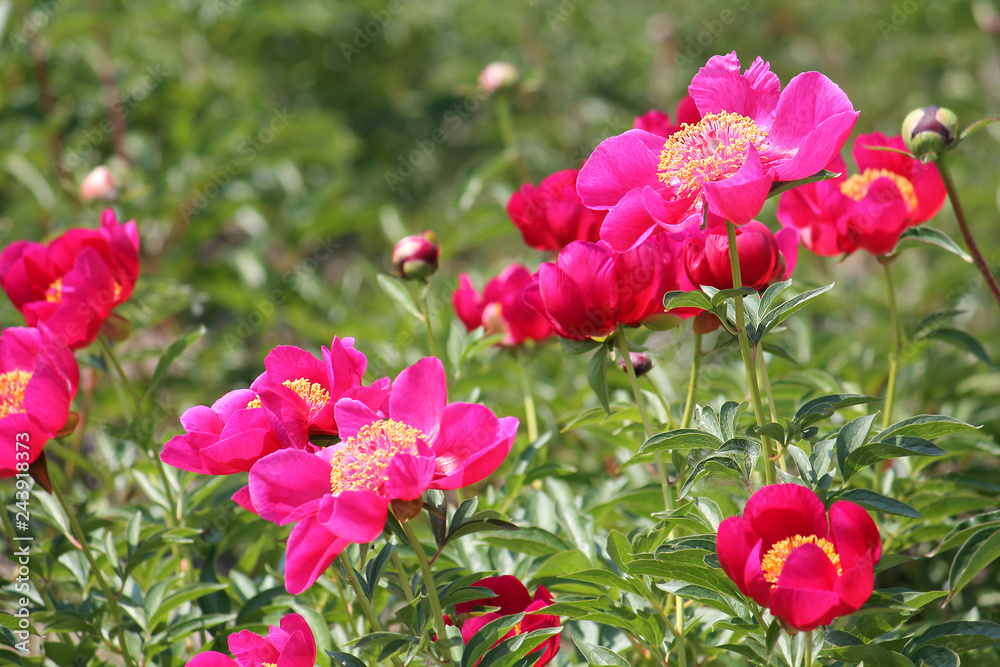 Pink peony flowers in garden. Cultivar from single flowered garden group