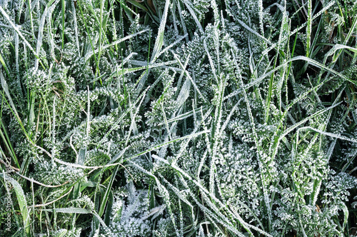 Frost covered grass