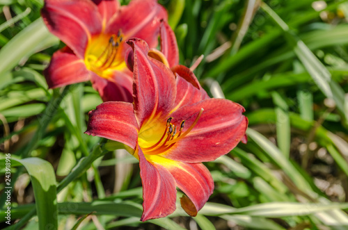 Color lily. A bright  red  orange  yellow lily flower bloomed on a green stalk and opened in the sun. On a green background colors of this plant look advantageous. Delicate and bold flower in macro sh