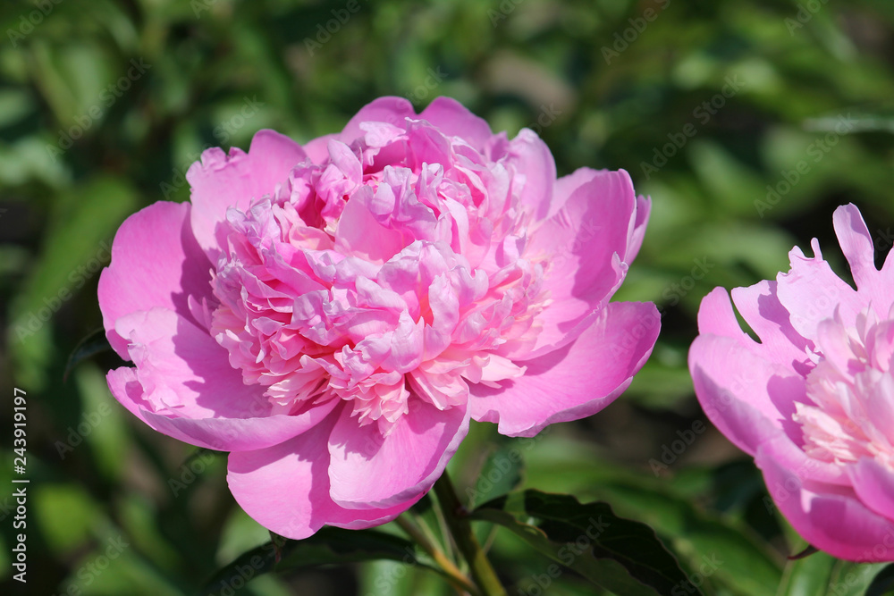 Pink peony flower in garden. Cultivar from bomb flowered garden group
