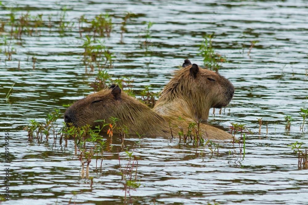 Capivara na Lagoa Maior - Três Lagoas Mato Grosso do Sul Capivara na Lagoa Maior - Três Lagoas Mato Grosso do Sul