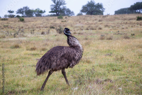 Ostrich walking on a grass field. Taken near Sonora, Texas, United States of America.