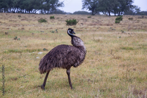 Ostrich walking on a grass field. Taken near Sonora, Texas, United States of America.
