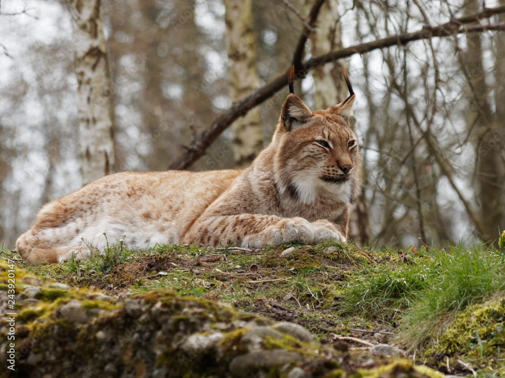 Fototapeta premium Lynx boréal ou lynx d'Eurasie (Lynx lynx) vivant dans les forêts boréales