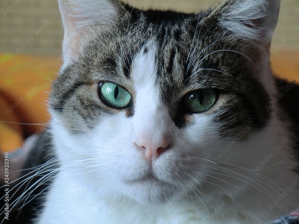 gatti gatti