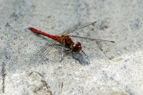 Big dragonfly. Red torso, huge eyes. Macro shooting close up. Resting, live, in the sun. Sat on concrete or gammen. Transparent wings. Neuroptera or net-winged insects