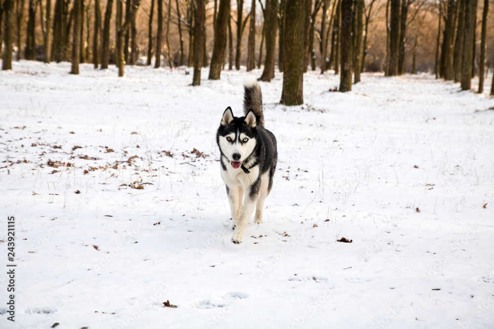 husky dog with different color eyes running in the winter park