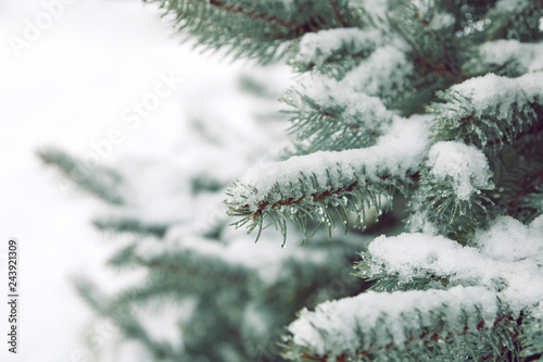 Branches of blue spruce under the snow. Droplets of melted snow. White background. Christmas background. Free space for text.