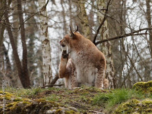 Lynx bor  al ou lynx d Eurasie  Lynx lynx  vivant dans les for  ts bor  ales