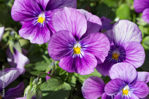Pansy Flowers Blooming in the Garden.