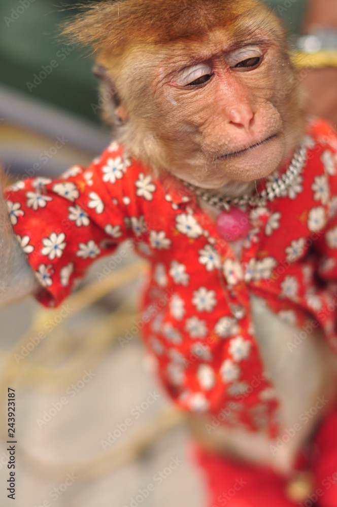 monkey dressed up