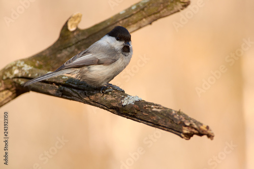 Willow tit sits on a lichen-covered branch in the spring forest park (close-up).