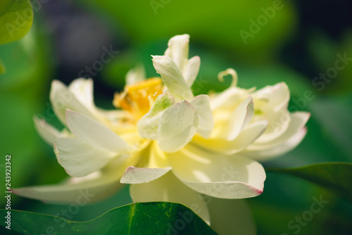 blooming sacred lotus flower. 