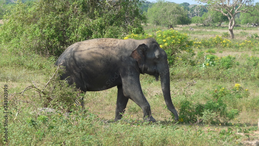 Obraz premium elephant in park