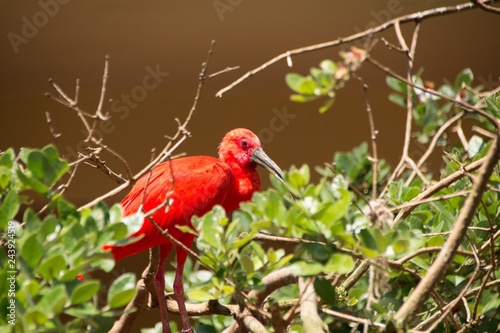Scarlet Ibis. Eudocimus ruber, beautiful red bird with long black beak. Scarlet Ibis sits in the green branches of trees.