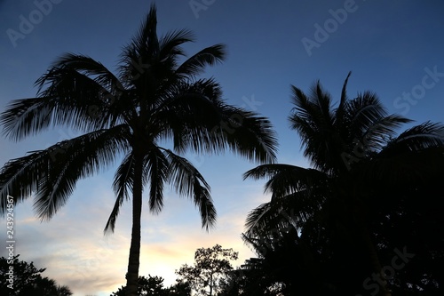 Silhouette of overhead palms on blue clear sky