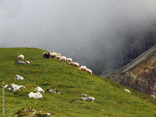 Fotografía suggestiva foto con gruppo di pecore in un campo verde in montagna