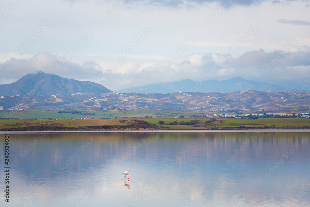 Salt Lake with flamingos Larnaca