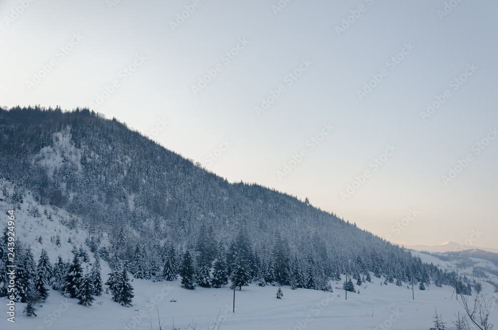 winter landscape, pine trees in the snow, a snowy field against the background of a coniferous forest, the Carpathian mountains in winter