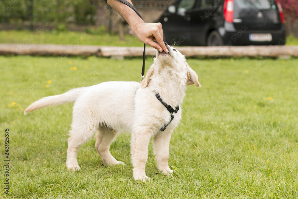 Obraz premium Welpentraining