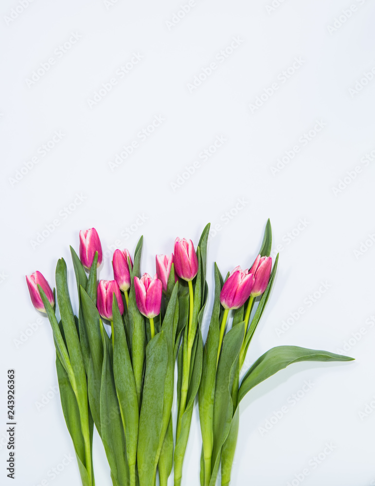 Row of tulips on pale blue background
