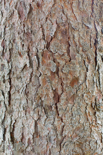 Fototapeta Naklejka Na Ścianę i Meble -  Closeup of pine tree