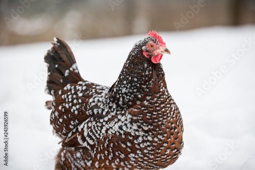 Speckled hen forages in the winter snow