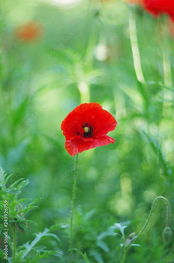 Fototapeta premium bright red poppy flowers