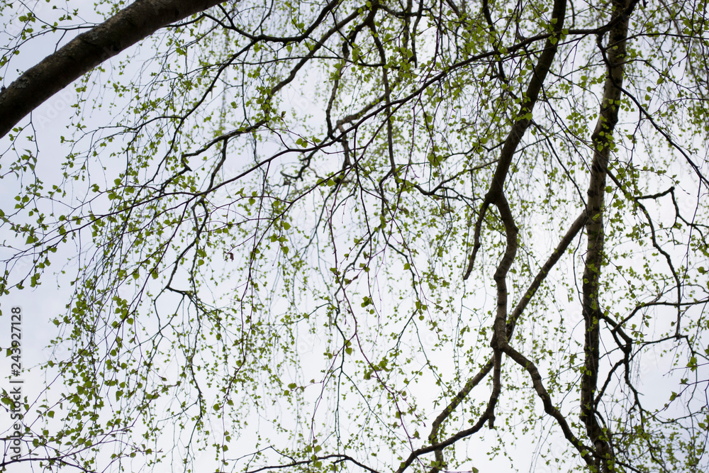 Fototapeta premium tree in spring