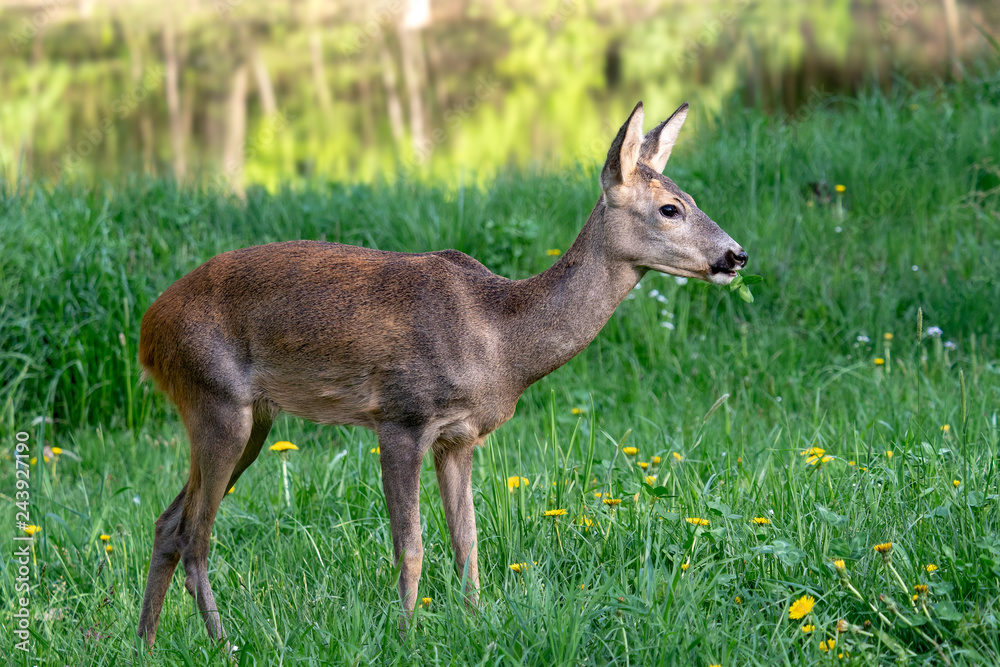 Roe deer, Capreolus capreolus. Wild roe deer in nature. Roe deer, Capreolus capreolus. Wild roe deer in nature.