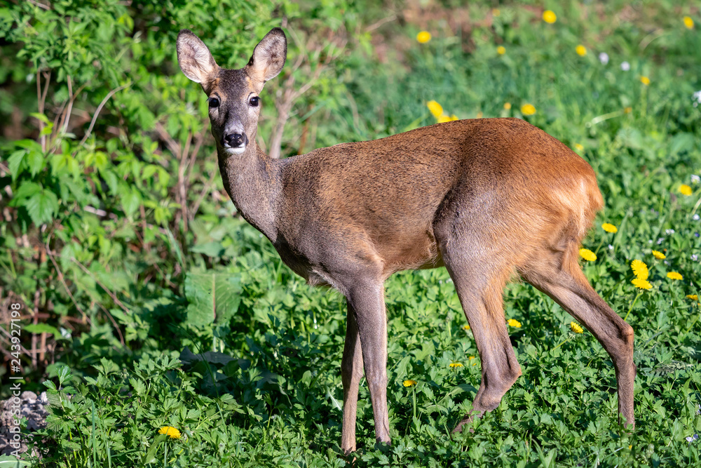 Roe deer, Capreolus capreolus. Wild roe deer in nature. Roe deer, Capreolus capreolus. Wild roe deer in nature.