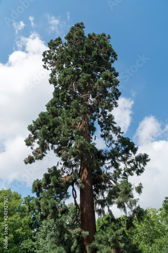 Mammutbaum (Sequoioideae) vor einem bewölktem Himmel