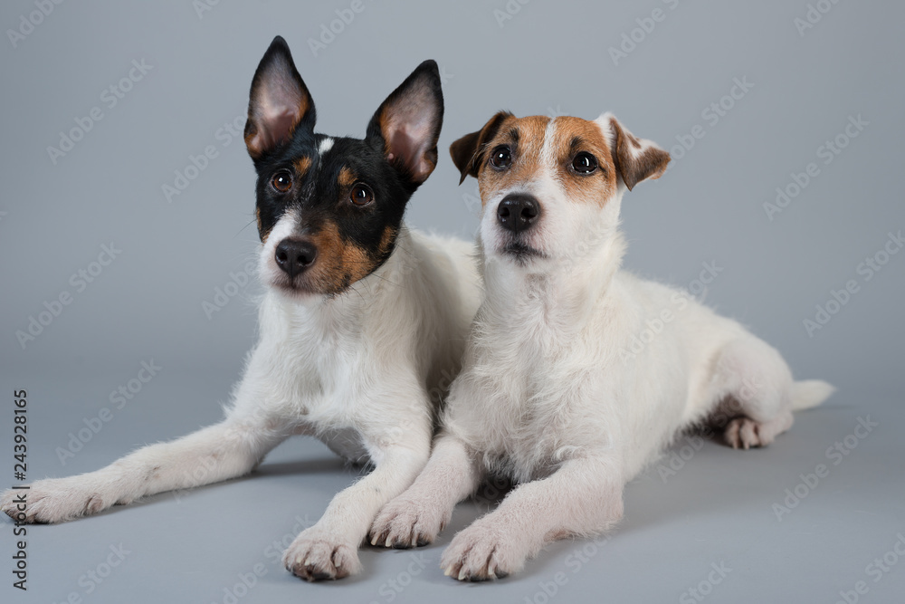Jack Russel Terrier & Parson Russel Terrier on grey background Jack Russel Terrier & Parson Russel Terrier on grey background