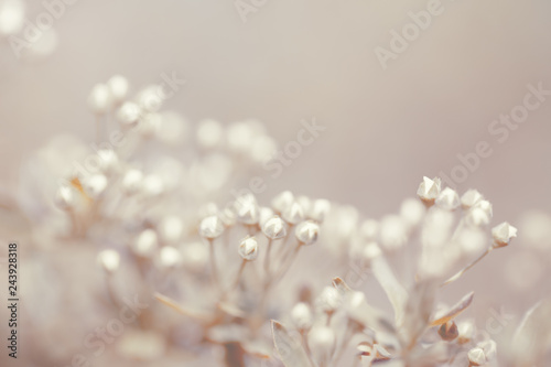 A branch of blossoming Japanese spirea close up.