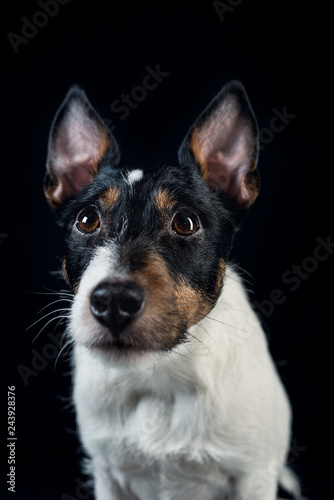 Parson Russel Terrier portrait