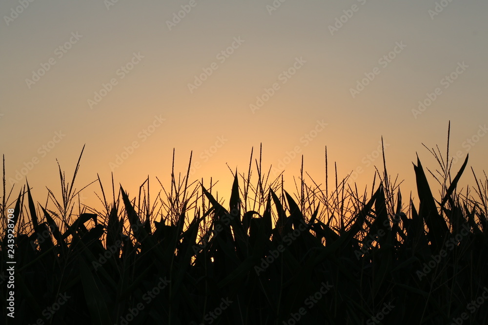 sunset in a cornfield sunset in a cornfield