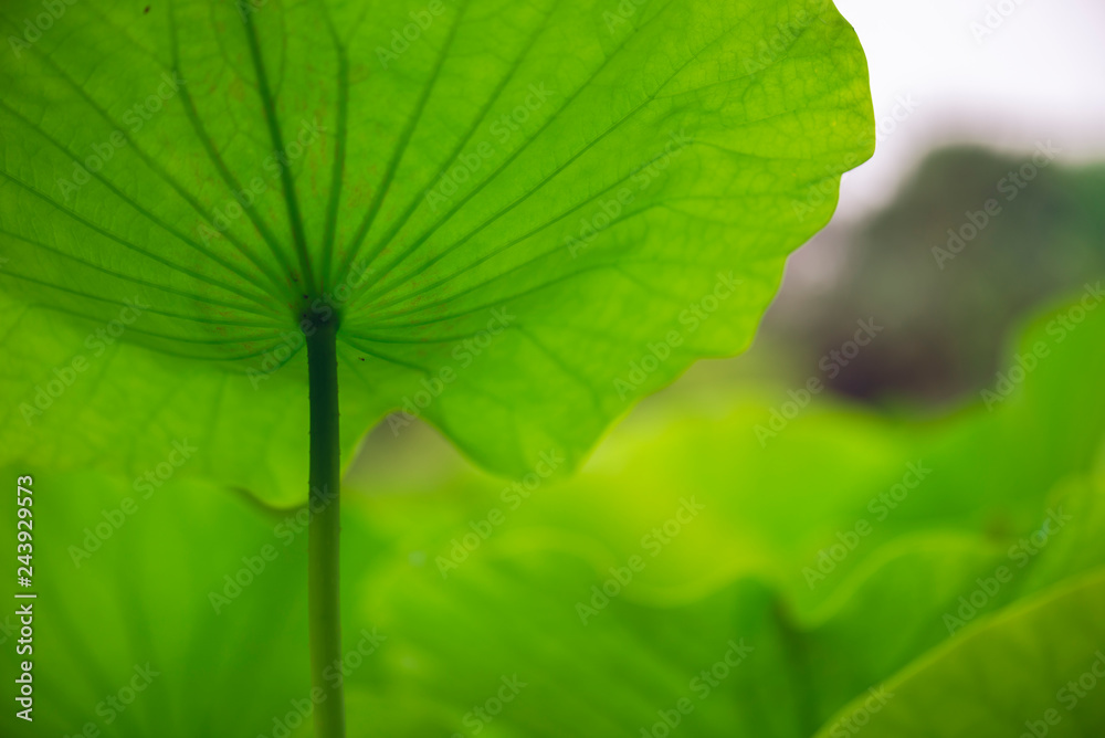 sacred lotus flower leaves sacred lotus flower leaves