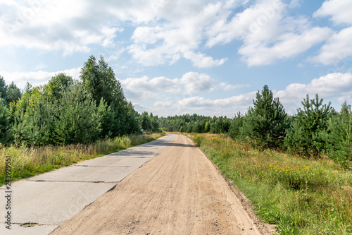 Road through pine forest