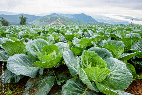 Close-up Cabbage or Brassica oleracea beautiful nature rows of green vegetables in the cultivated area, agriculture in rural areas on the high mountain at Phu Thap Boek, Phetchabun Province, Thailand