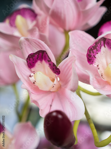 orchid in the garden