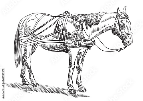 Horse in harness