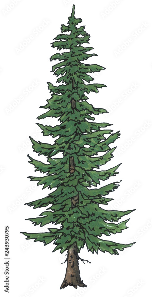 Fototapeta premium Spruce, drawing
