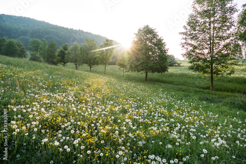 Fototapeta Naklejka Na Ścianę i Meble -  Bergwiese im Sonnenaufgang in Asbach bei Schmalkalden am Rennsteig in Thüringen