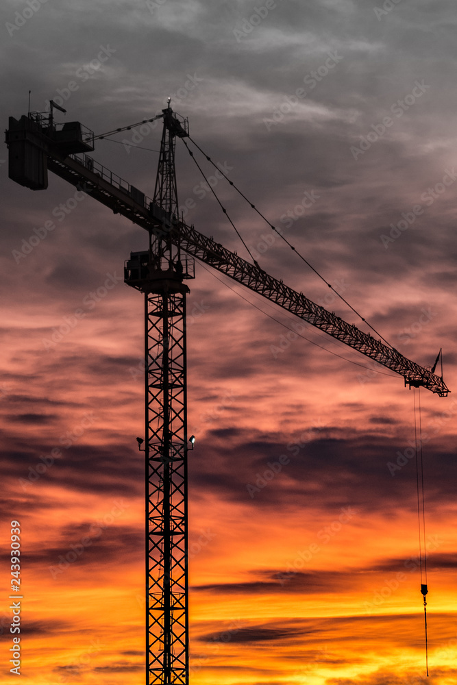 Crane Portrait