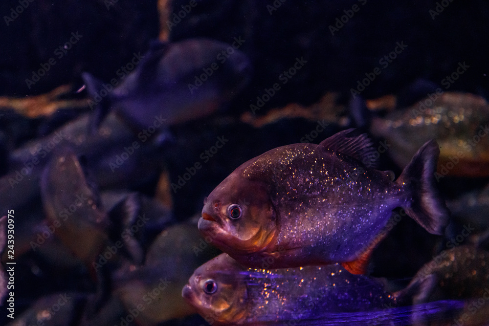 Fish Common Piranha Pygocentrus nattereri Fish Common Piranha Pygocentrus nattereri