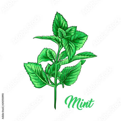 Green Mint Branch. Tea Herb Theme. Isolated Hand Painted Realistic Marker Drawing Illustration of Peppermint or Spearmint Botany Plant. Herbal Medicine and Aromatherapy Design on the White Background