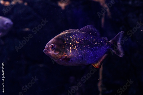Fish Common Piranha Pygocentrus nattereri