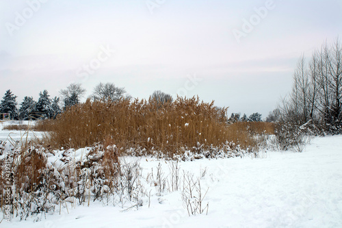 Reeds in the foreground. Winter landscape, frozen river bank.