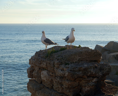 Seagulls in the bay of Cadiz  Andalusia. Spain. Europe